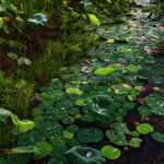 Fine art photo print Uncategorized Lotus - Rain Drops