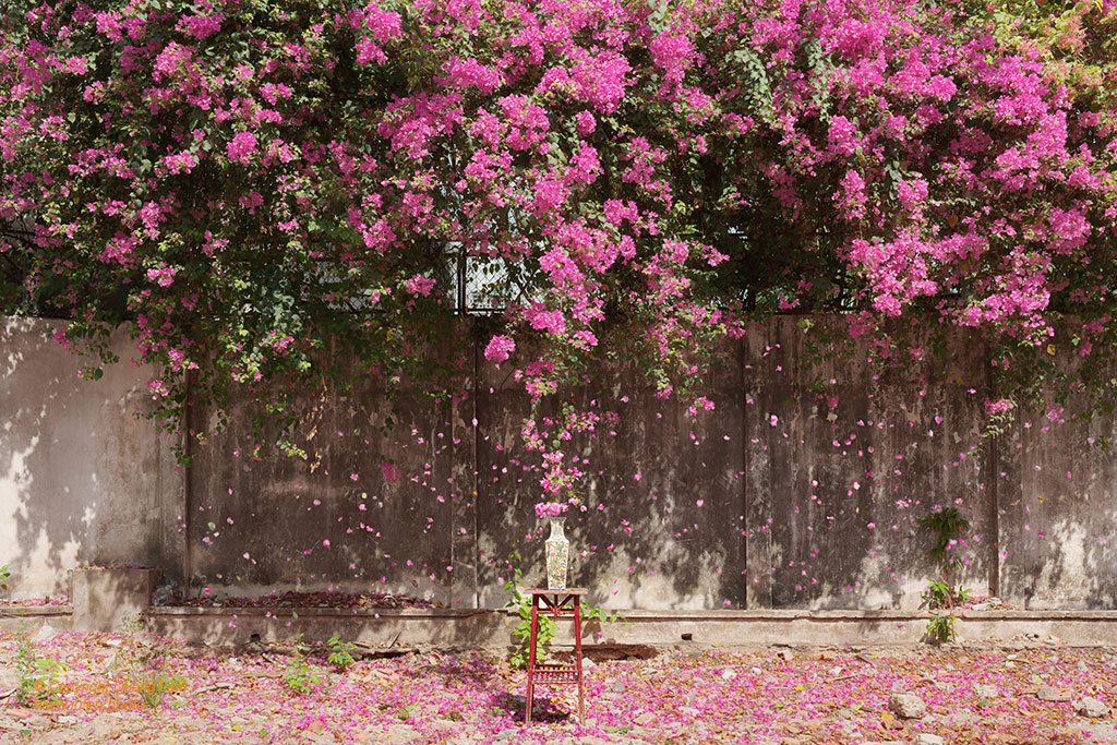 Fine art photo print Uncategorized Vase under Bougainvillea snow
