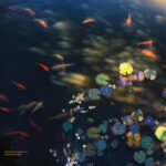 Fine art photo print Uncategorized Lotus - Impermanence of colors