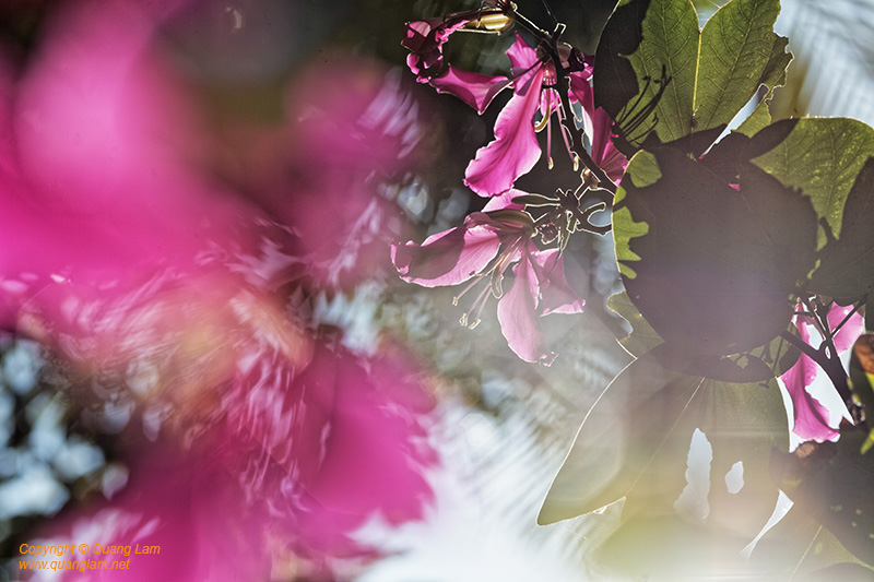 Fine art photo print Uncategorized Wild Hibiscus in the jungle