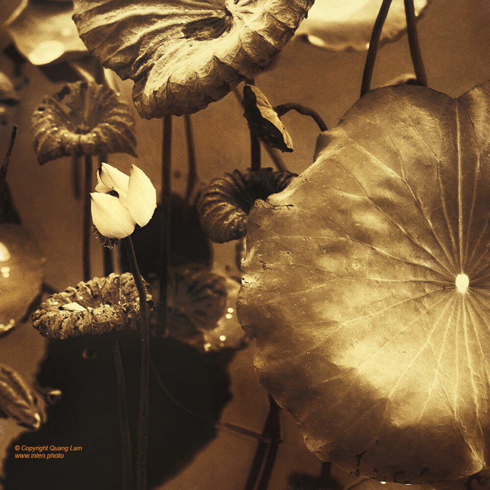Lotus - Cycle of Life - Lacquer #3