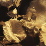 Fine art photo print Uncategorized Lotus - Cycle of Life - Lacquer #2