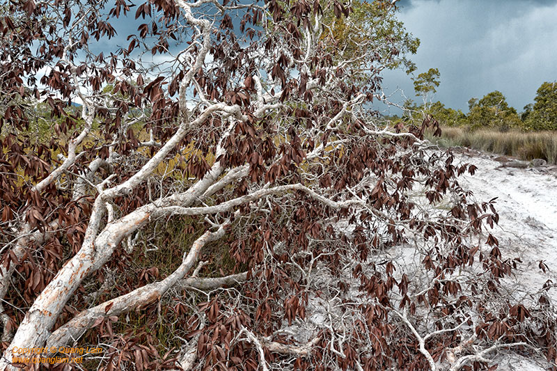 Fine art photo print Uncategorized Storming weather tree