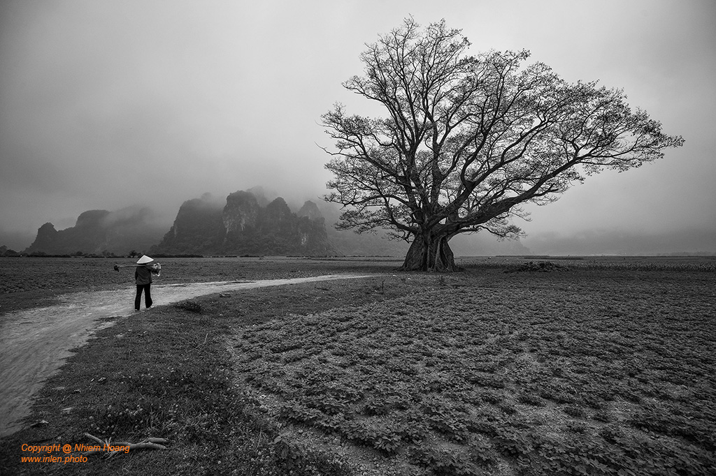 Fine art photo print Uncategorized Banian Tree