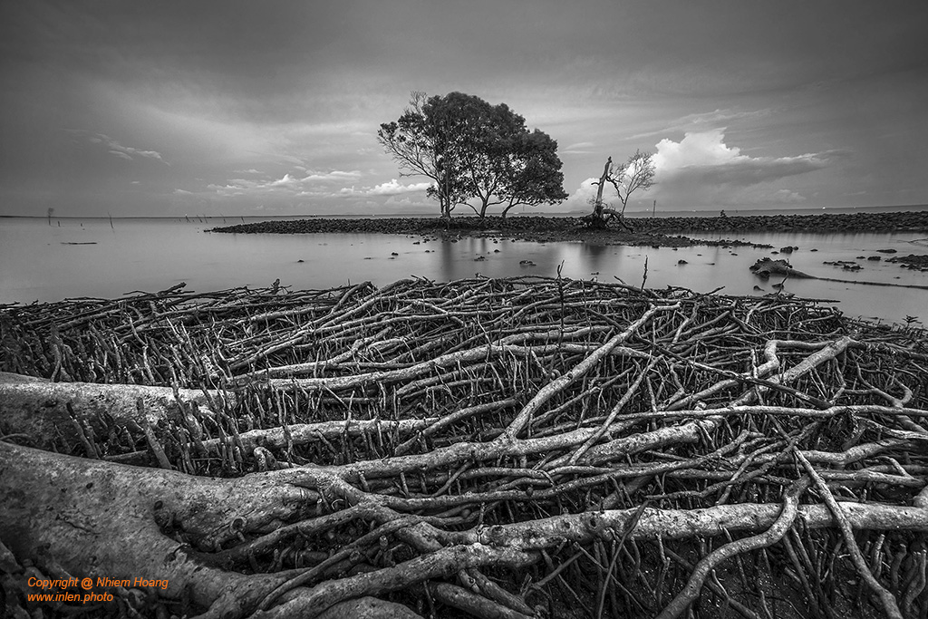 Fine art photo print Uncategorized Mangrove Trees of the Mekong Delta, Vietnam