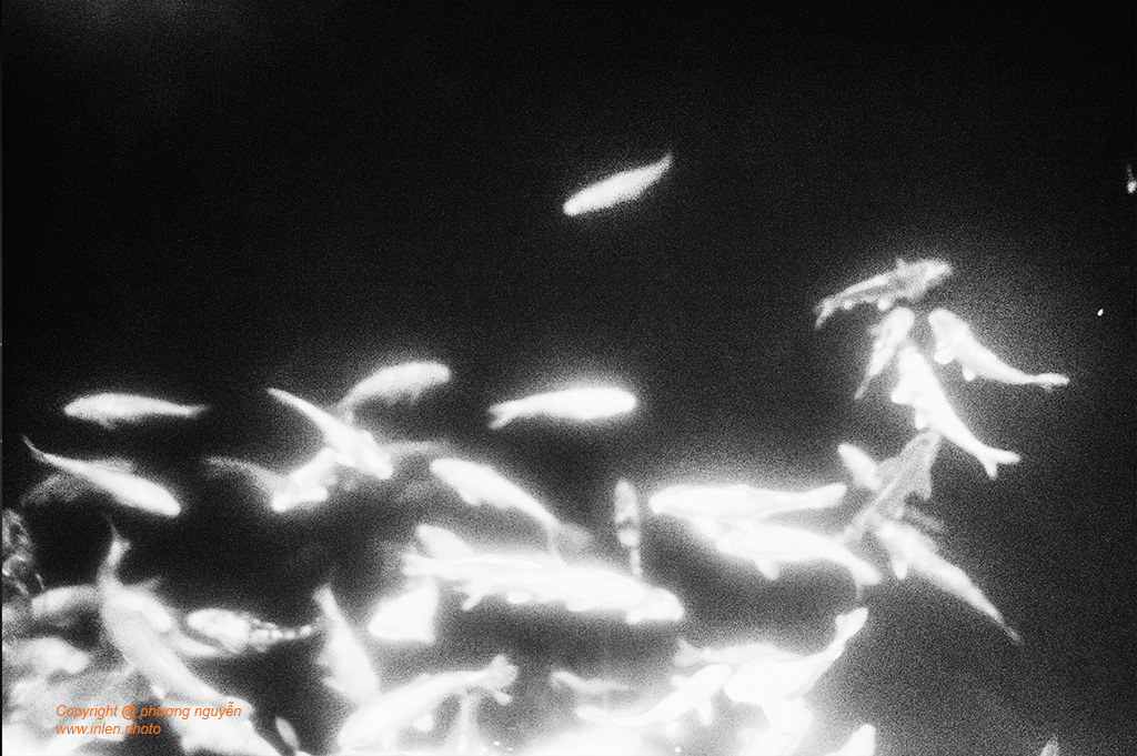 Fine art photo print Uncategorized Tainted Swim