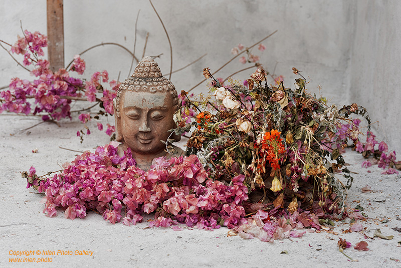 Fine art photo print Uncategorized Buddha Flowers