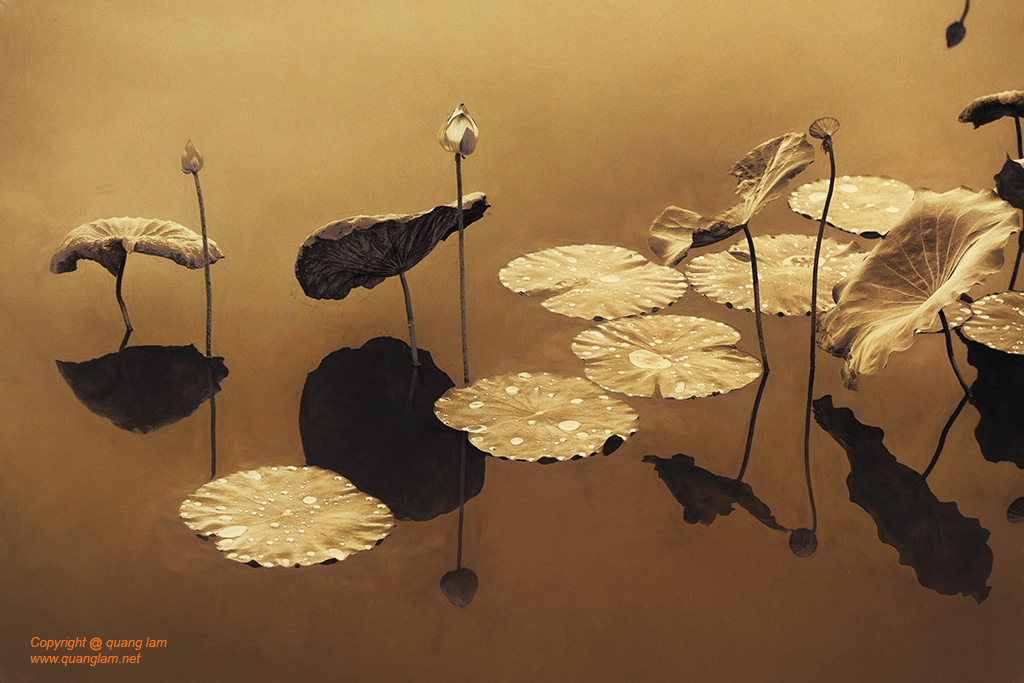 Fine art photo print Uncategorized Lotus - Cycle of Life - Lacquer
