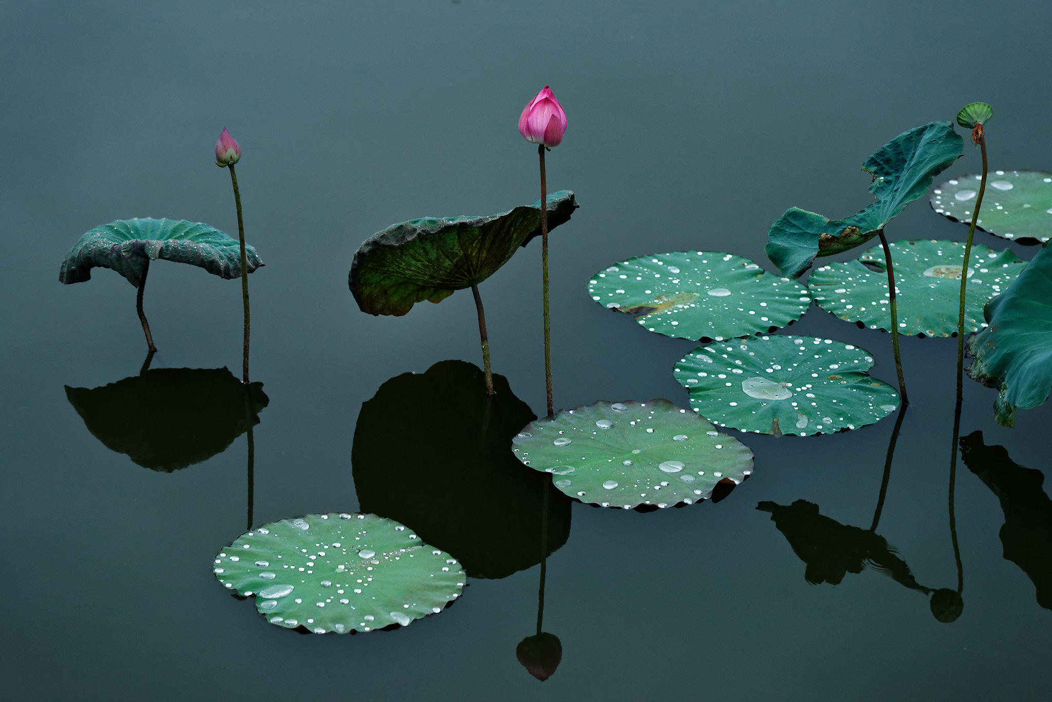 Fine art photo print Uncategorized Lotus - Cycle of Life