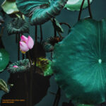 Fine art photo print Uncategorized Lotus and Leaves