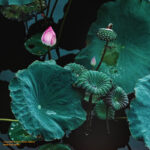 Fine art photo print Uncategorized Lotus at twilight